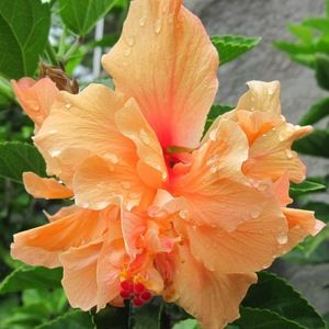 Meet your Posher, Ruth